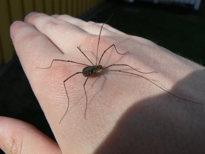 Spindel på mänsklig hand; Foto: Andreas Rejbrand