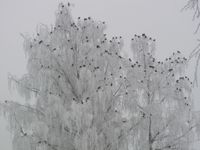 Småfåglar på vintrigt träd; Foto: Andreas Rejbrand