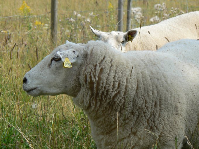 Sheep; Photo: Andreas Rejbrand