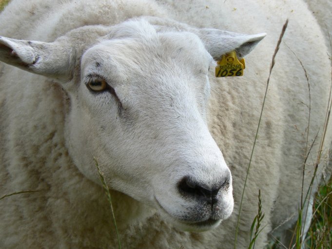 Sheep; Photo: Andreas Rejbrand