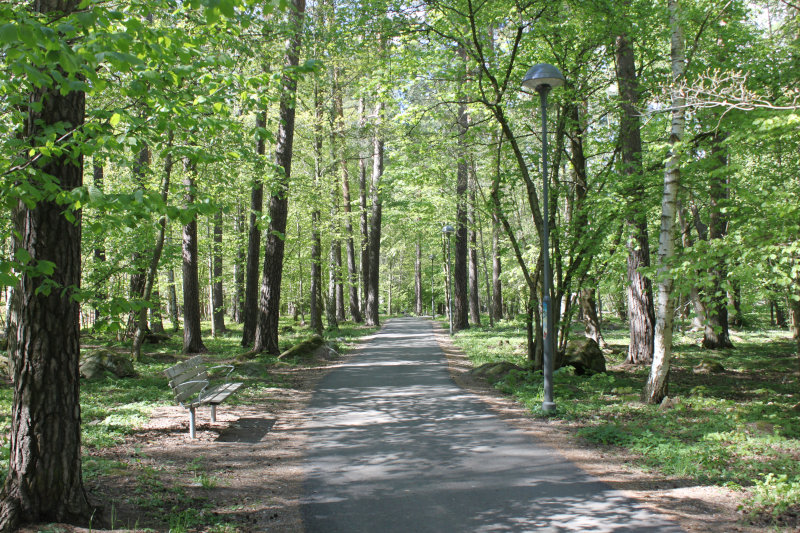 A paved footpath undulating through lush woodland in late May. Countless deciduous trees, including one birch, surround the path and the ground is covered by plants too. A few moss-covered boulders are found scattered between the trees. A bench is seen to the left; two modern lampposts are seen to the right.