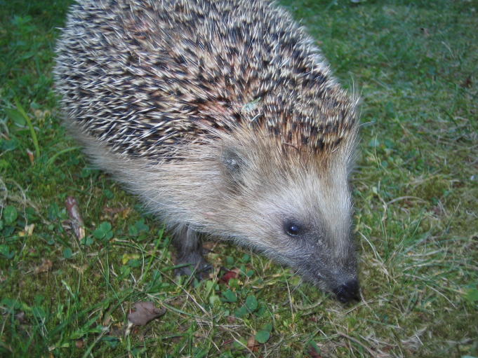 Hedgehog; Photo: Andreas Rejbrand