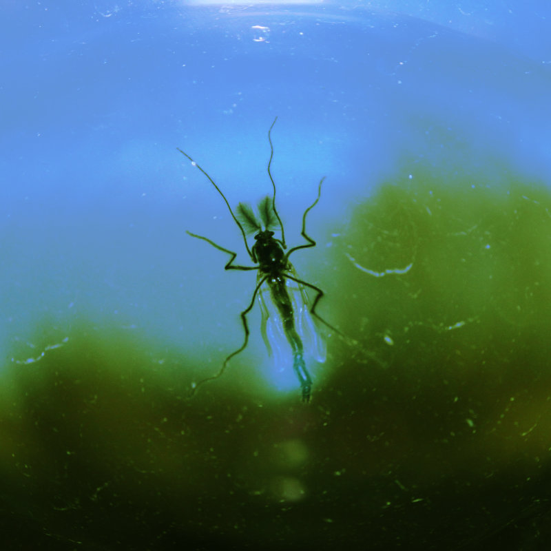 Fotografi på fjädermygga på fönsterglas sedd underifrån, digitalt bearbetad så att det ser ut som om insekten står på vattenytan i en sjö.