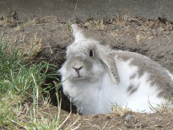 Rabbit (Holland Lop); Photo: Andreas Rejbrand