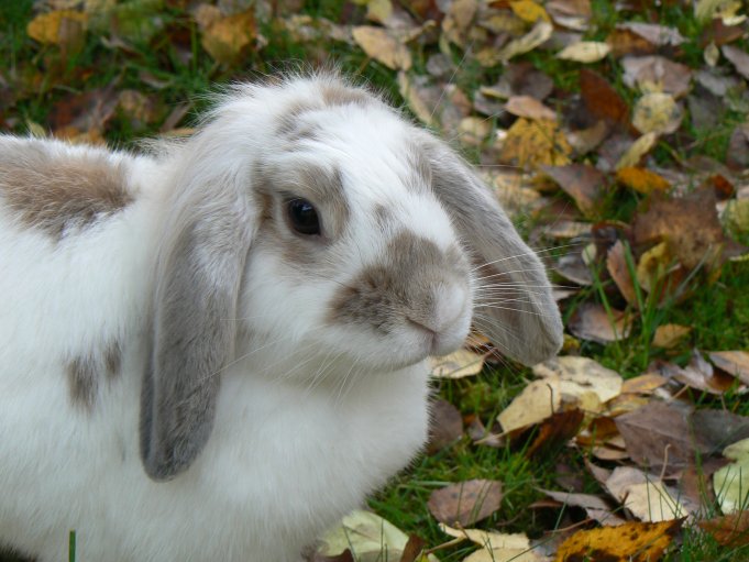 Rabbit (Holland Lop); Photo: Andreas Rejbrand