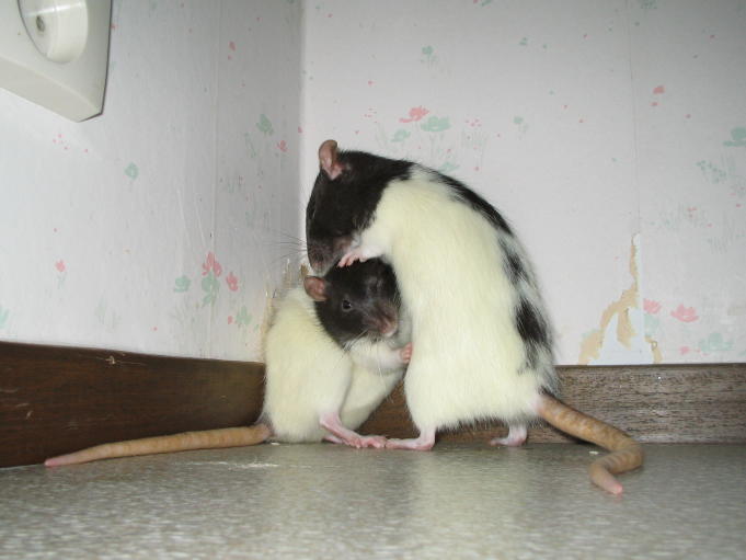 Pet rats; Photo: Andreas Rejbrand