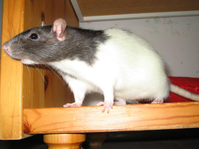 Pet rat; Photo: Andreas Rejbrand