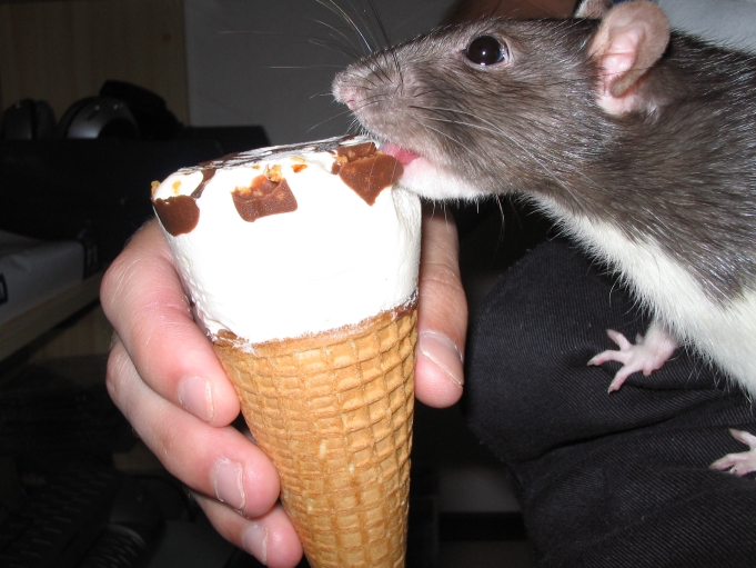 Pet rat äter glass; Photo: Andreas Rejbrand