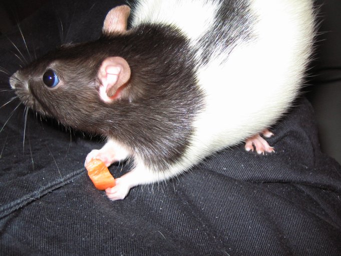 Pet rat äter morot; Photo: Andreas Rejbrand
