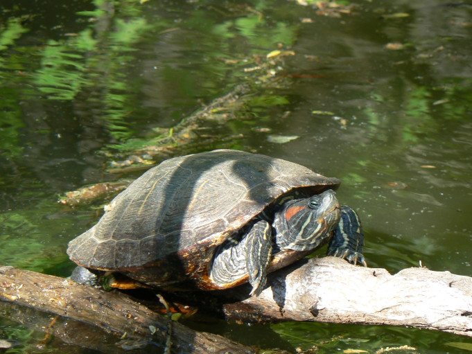 Sköldpadda; Foto: Andreas Rejbrand