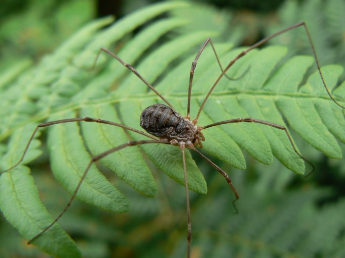 Spindel på blad; Foto: Andreas Rejbrand