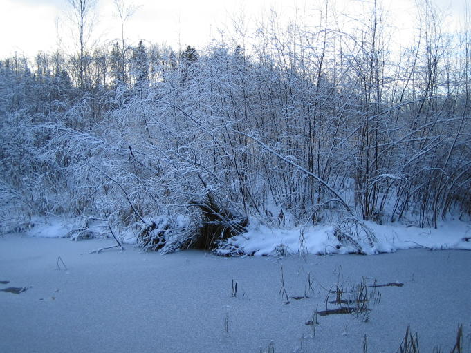 Skogsstig på vintern 3; Foto: Andreas Rejbrand