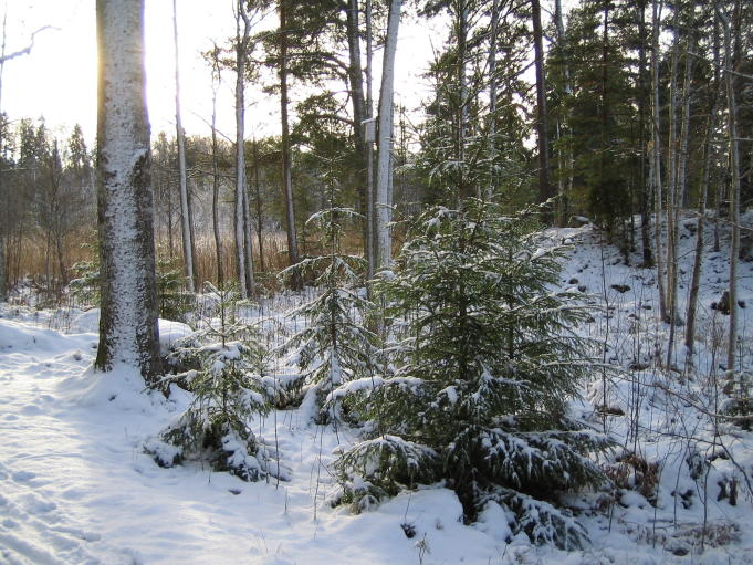 Skogsstig på vintern 4; Foto: Andreas Rejbrand