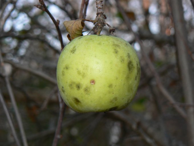 Äpple; Foto: Andreas Rejbrand